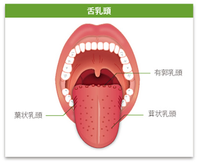 舌乳頭